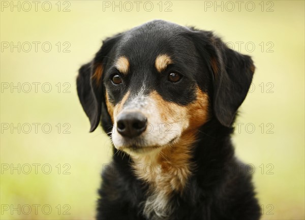 Mongrel