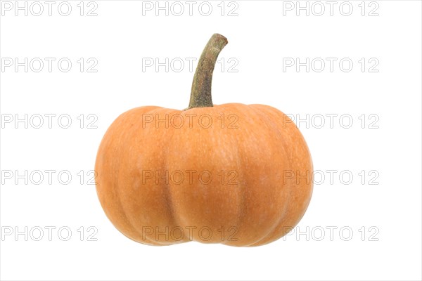 Mini musque de Provence pumpkin