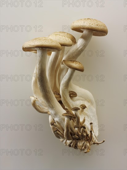 Organic Hon-Shimeji mushrooms