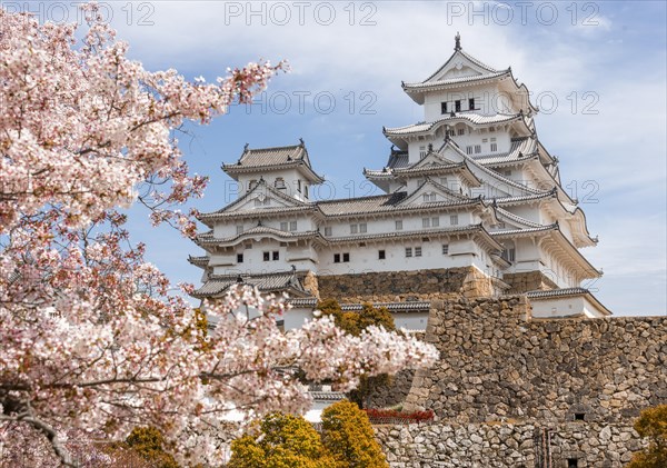Blossoming cherry trees