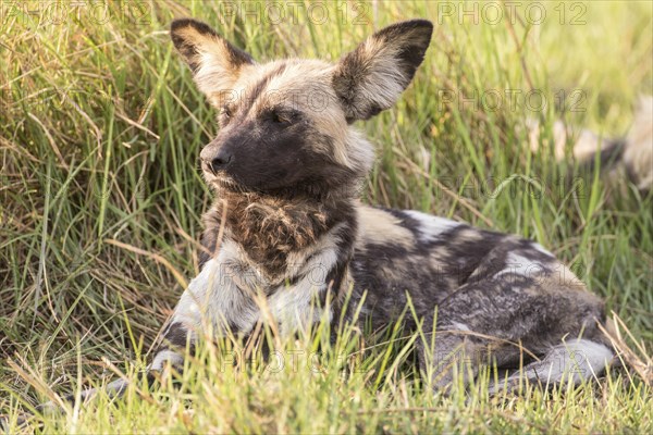 African Wild Dog (Lyacon pictus)
