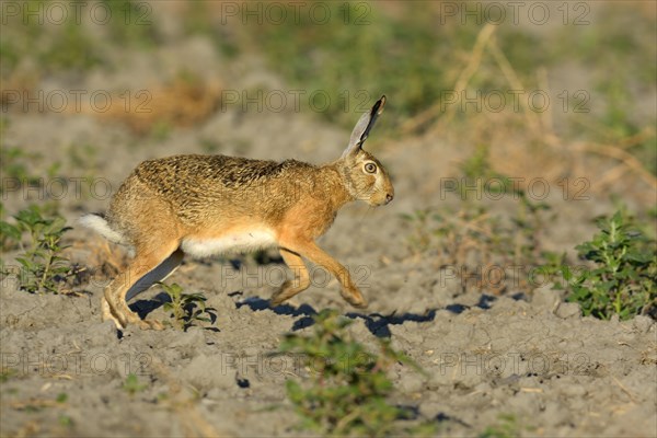 European Hare (Lepus europaeus) scampering on a harvested sunflower field