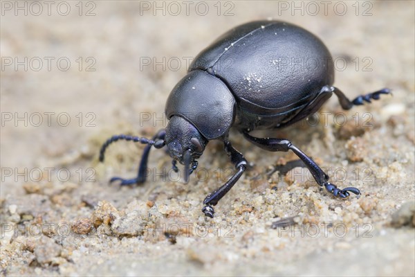 Bloody-nosed Beetle (Timarcha tenebricosa)