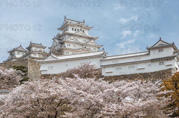 Blossoming cherry trees