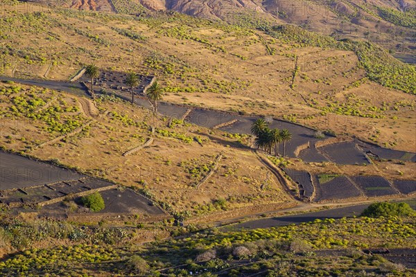 Black fields with lava gravel and palm trees in the morning light