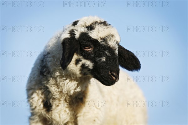 Lamb in front of a blue sky
