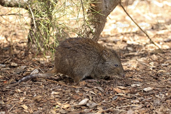 Long-nosed potoroo (Potorous tridactylus) adult