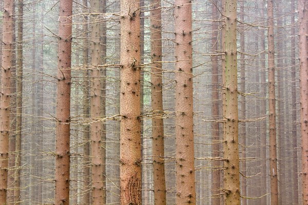 Spruce forest