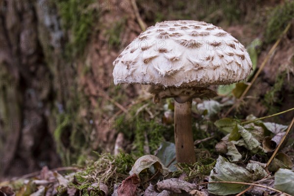 Parasol mushroom (Macrolepiota procera)