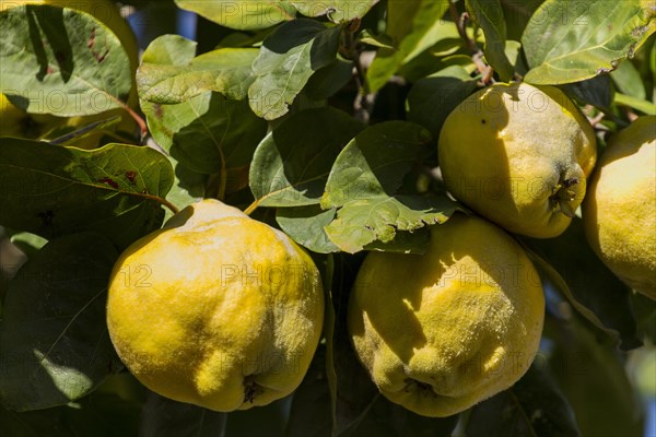 Quince (Cydonia oblonga) on the tree