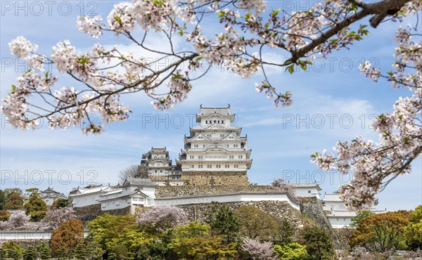 Blossoming cherry trees