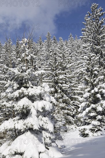 Snow-covered spruce trees (Picea abies)
