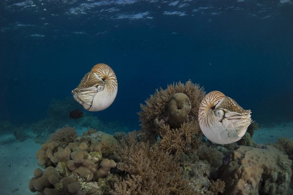 Palau Nautiluses (Nautilus belauensis)