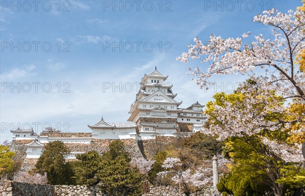Blossoming cherry trees