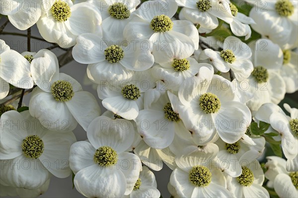 Pacific Dogwood (Cornus nuttallii)
