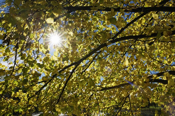 Large-leaved Linden (Tilia platyphyllos) in autumn