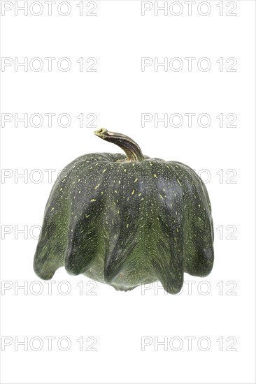 Ornamental gourd variety