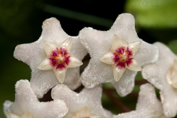 Closeup of a flower umbel of a Wax Plant (Hoya carnosa)