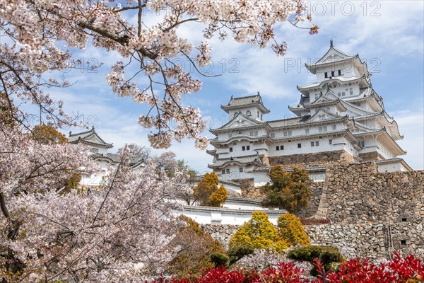 Blossoming cherry trees