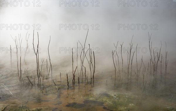 Dead branches in thermal lake