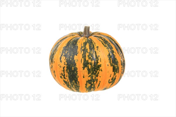 Squash