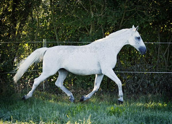 Grey Thuringian Warmblood mare trotting across a paddock