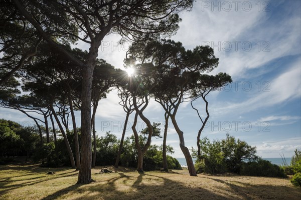 Stone Pines (Pinus pinea)