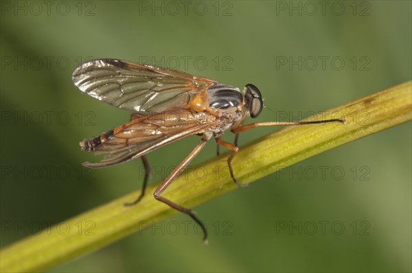Downlooker Snipefly (Rhagio scolopaceus)