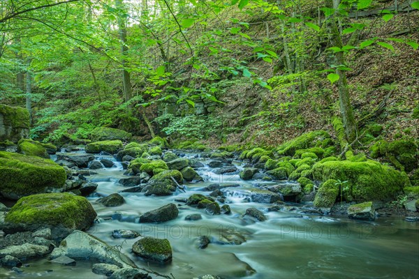 The Holzbach brook in the Holzbachschlucht