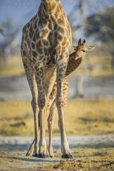 Angolan Giraffes (Giraffa camelopardalis angolensis)