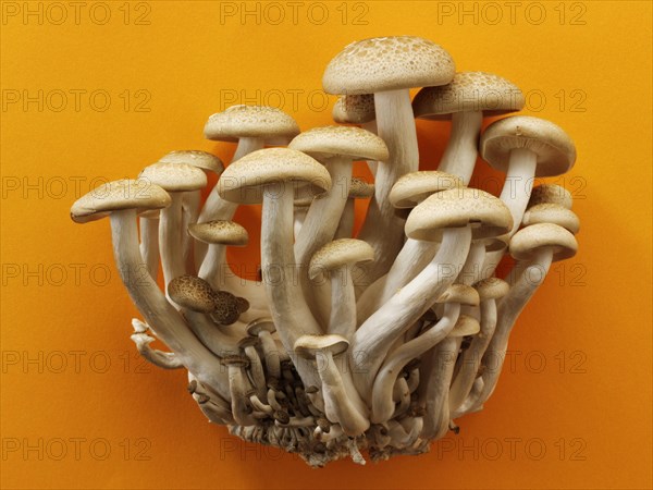 Raw fresh organic Hon-Shimeji mushrooms