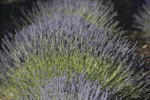 Lavender field