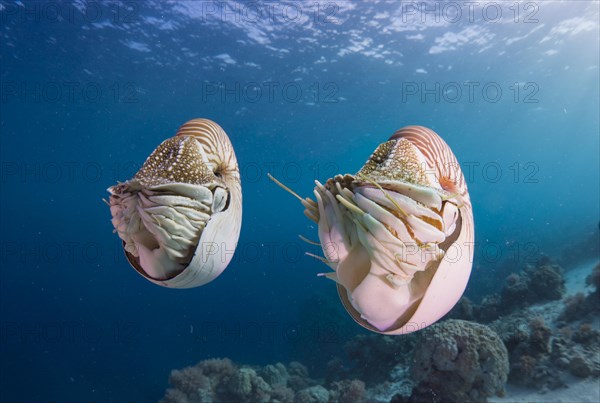 Palau Nautiluses (Nautilus belauensis)