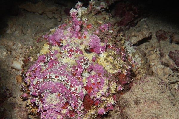 Reef stonefish (Synanceia verrucosa)