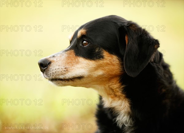 Mongrel