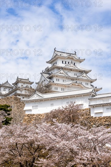 Blossoming cherry trees