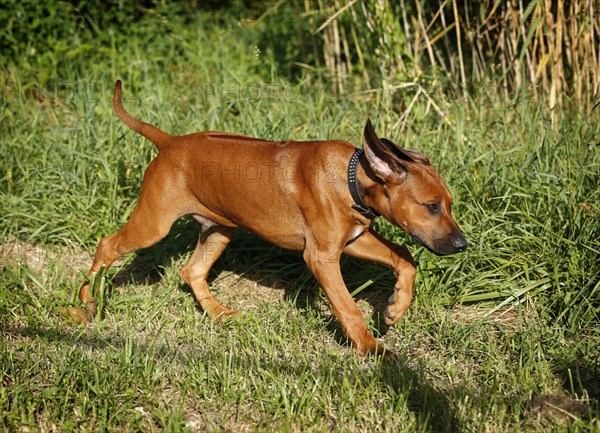 Rhodesian Ridgeback