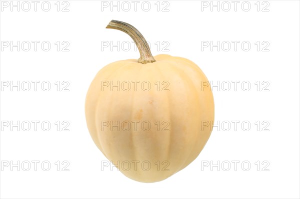 Squash variety