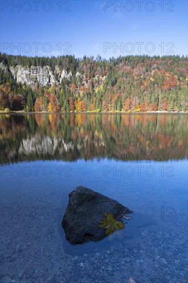 Autumnal forest at Feldsee Lake with reflections