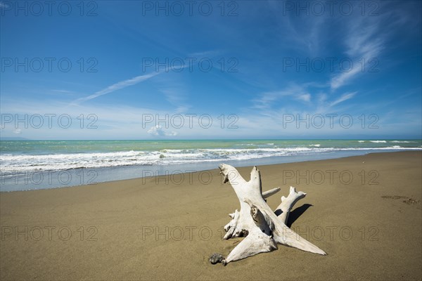 Driftwood