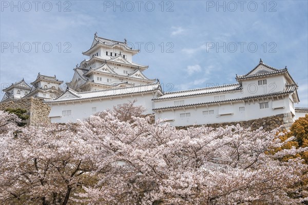 Blossoming cherry trees