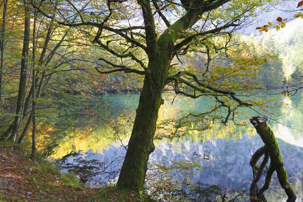 European Beeches (Fagus sylvatica) on lake Hinterer Langbathsee in autumn