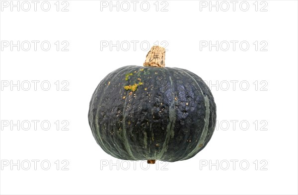 Squash variety