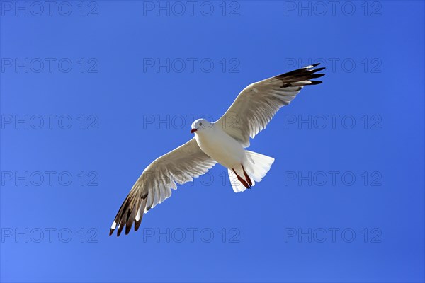 Silver Gull (Larus novaehollandiae)