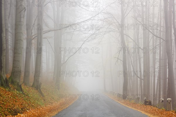 Road in the autumn beech forest