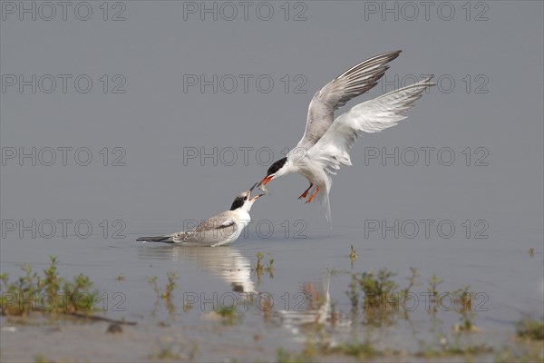 Common Tern (Sterna hirundo)