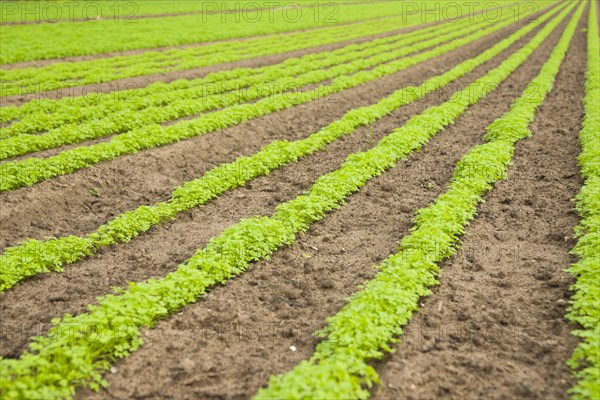 Carrot field
