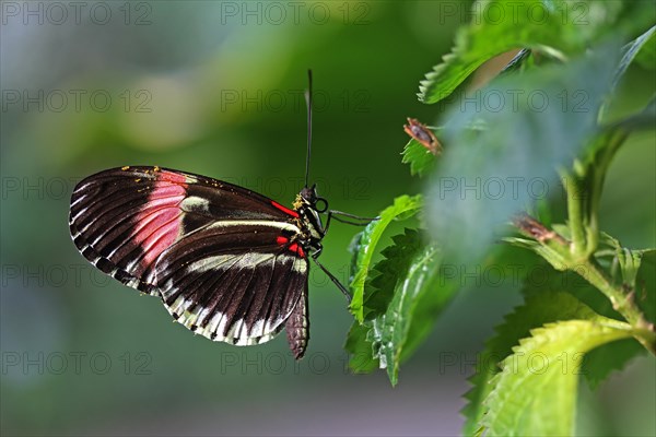 Tiger Longwing (Heliconius hecale)