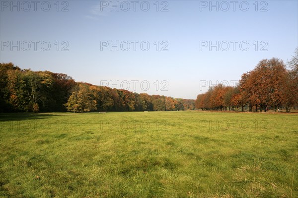 Meadow