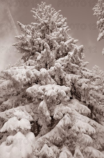 Snow-covered spruce trees (Picea abies)